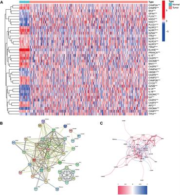 Development and verification of a prognostic model for colon cancer on pyroptosis-related genes